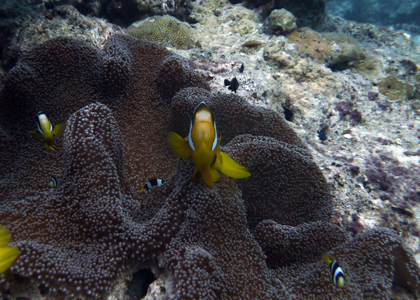 Anemone Fish, Vanuatu
