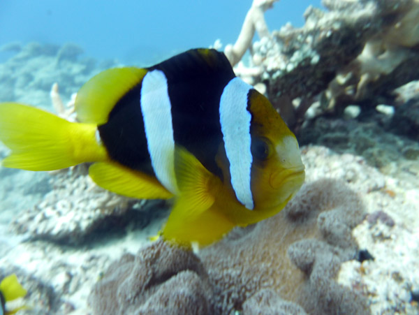 Anemone Fish (Clownfish), Vanuatu