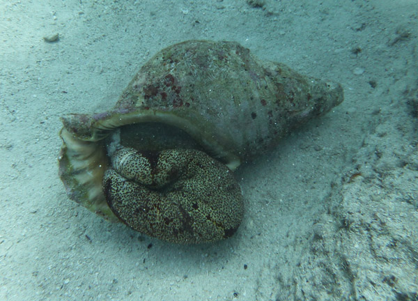 Giant sea snail, Vanuatu