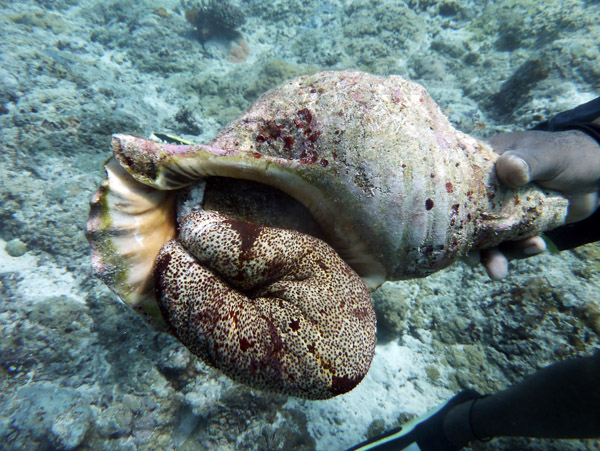 Giant sea snail, Vanuatu