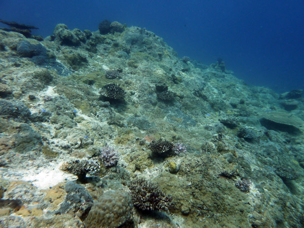 Diving Pango Reef, Vila Bay, Vanuatu