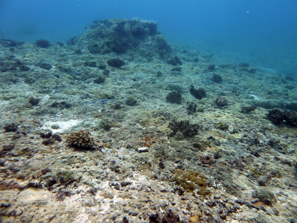 Pango Reef, Vila Bay, Efaté-Vanuatu