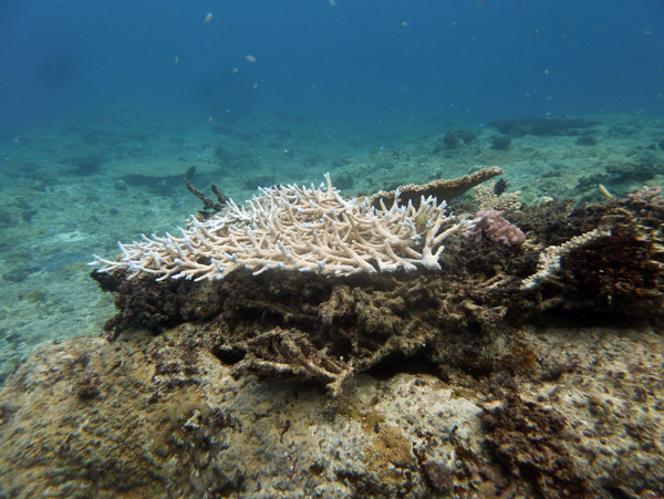 Pango Reef, Vila Bay, Vanuatu