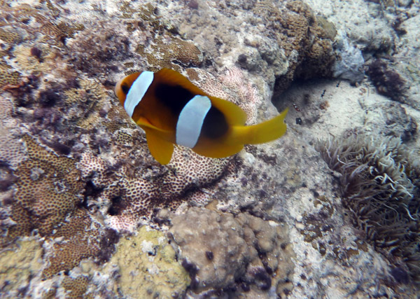 Clownfish (Anemone Fish), Vila Bay-Vanuatu