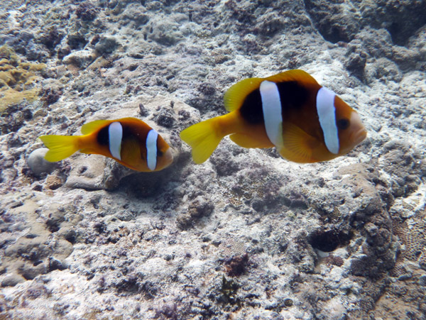 Clownfish (Anemone Fish), Vila Bay-Vanuatu