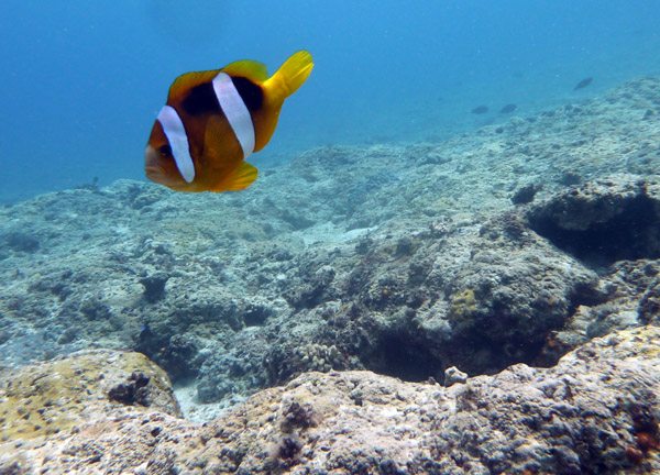 Clownfish (Anemone Fish), Vila Bay-Vanuatu
