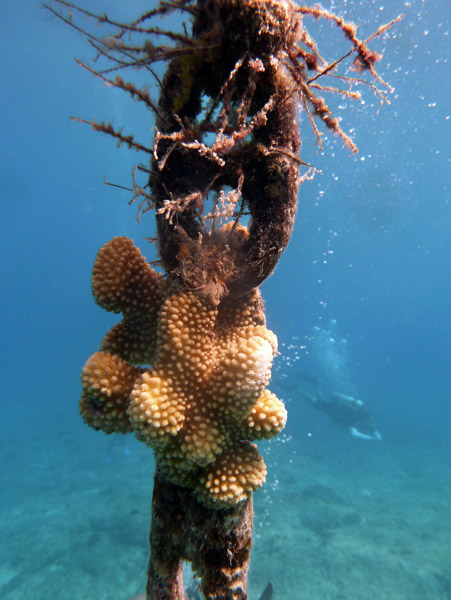 Coral on the mooring line