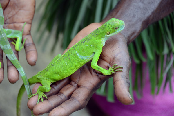 Banded Iguana (Brachylophus fasciatus)