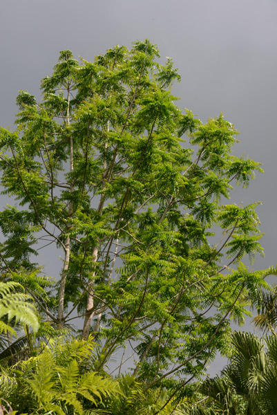 Sunlight on a tree against a dark sky