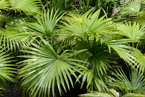 The Secret Garden, Efaté-Vanuatu