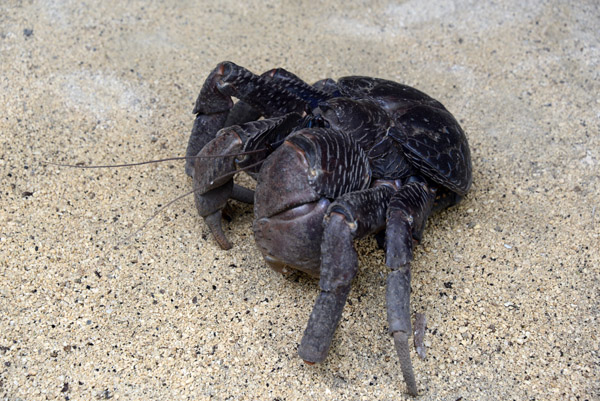 Coconut Crab (Birgus latro), Vanuatu