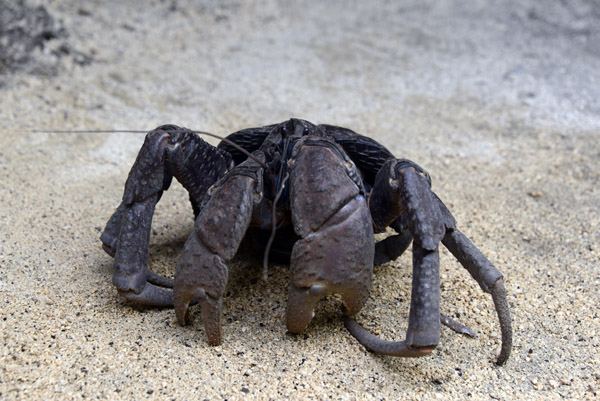 Coconut Crab (Birgus latro), Vanuatu