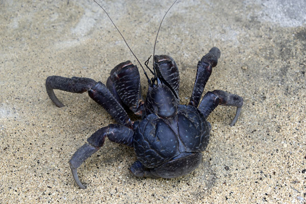 Coconut Crab (Birgus latro), Vanuatu