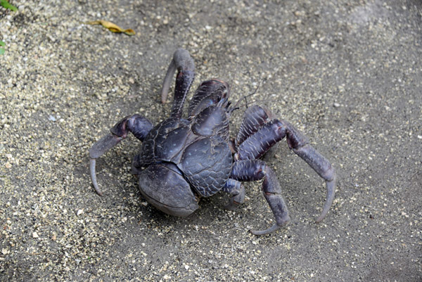 The Coconut Crab can weigh up to 4 kg