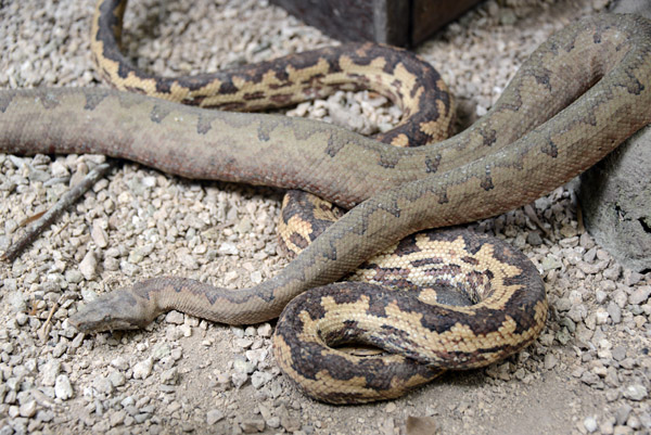 Vanuatu snakes, Secret Garden-Efaté
