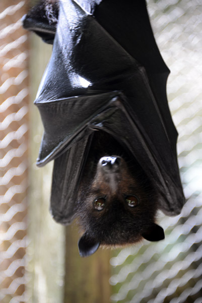 Vanuatu - Flying Fox