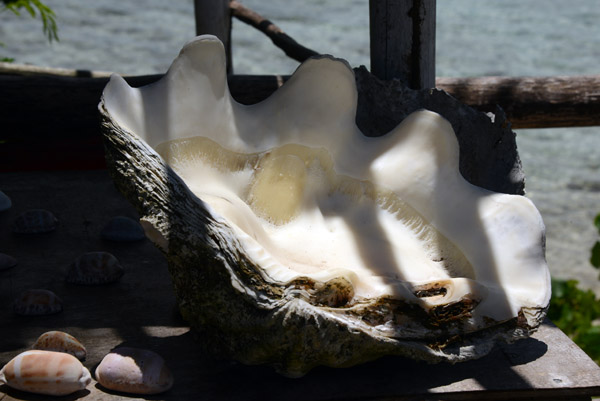 Giant clam shells, Port Havannah