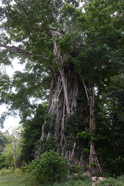 Banyan Tree, Efat Ring Road