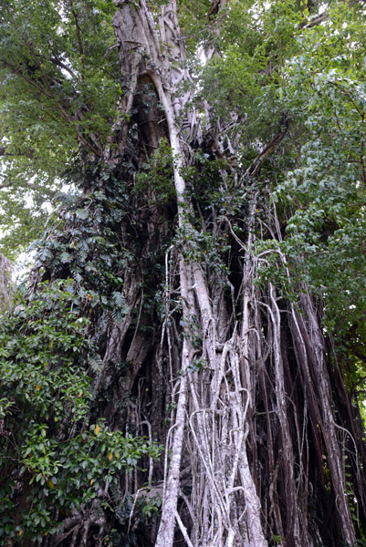 Banyan Tree, Efat Ring Road