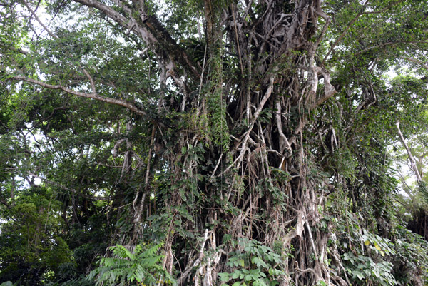 Banyan Tree, Efat