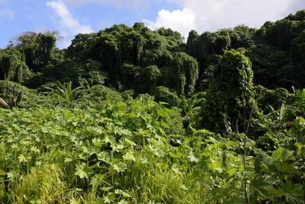 An invasive species, Kudzu is devouring parts of Efat