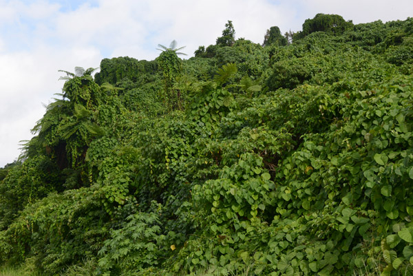 Kudzu was brought to Vanuatu by the U.S. military during World War II to serve as camouflage 