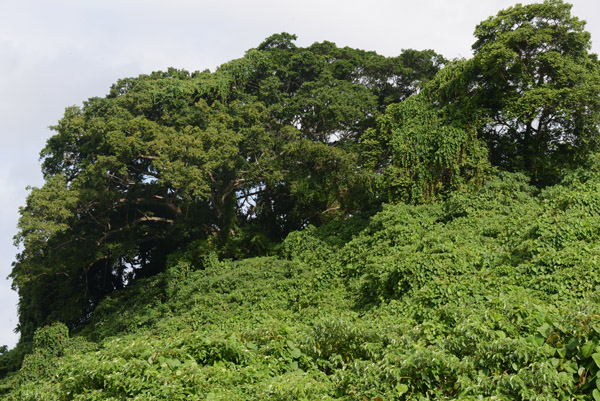 Jungle covered by kudzu vines, Efat-Vanuatu