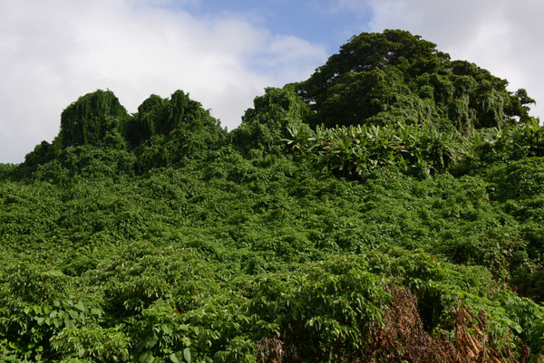 Jungle covered by kudzu vines, Efat-Vanuatu