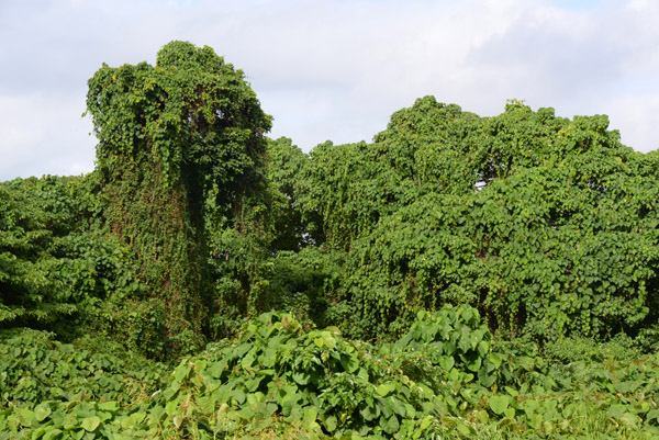Jungle covered by kudzu vines, Efat-Vanuatu