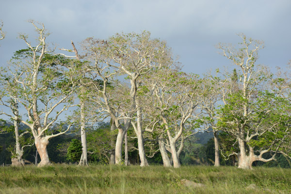 Tropical hardwoods off the Ring Road, south Efat