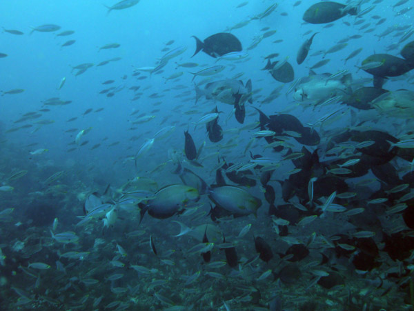 At the beginning of the feeding session, hundred of reef fish swarm the arena