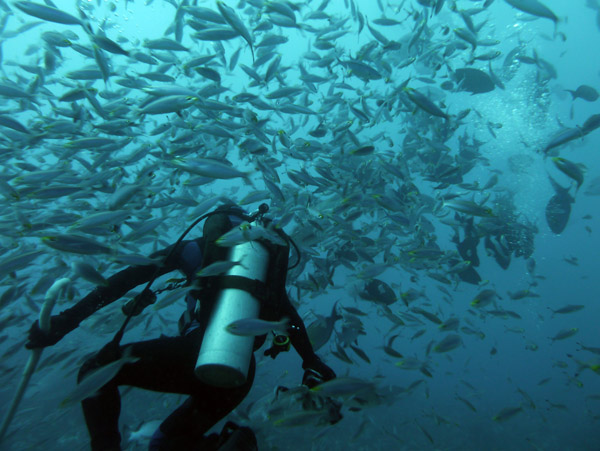 One of the dive guides among the swarm of fish