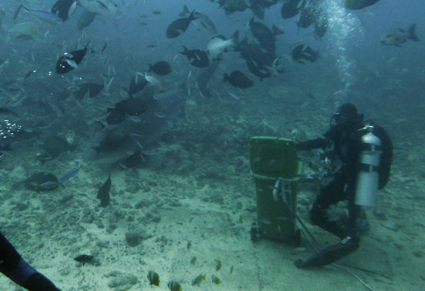 The first big 3m bull shark arrives in the arena during the deep feeding session