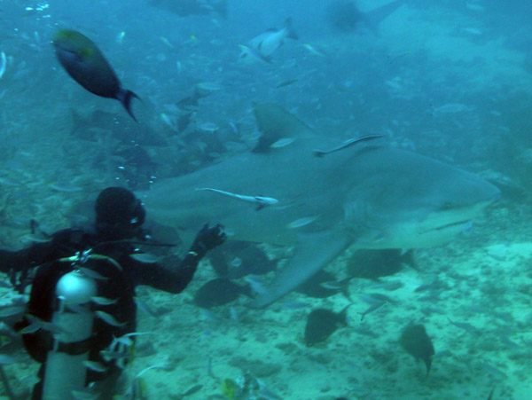 Bull shark at the feeding in the Beqa Channel