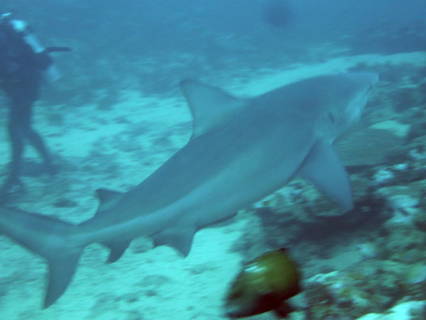 Bull sharks are one of the 4 species that rates as a man-eater together with the great white, tiger shark and oceanic whitecap