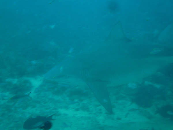 Bull Shark, Beqa Channel, Fiji