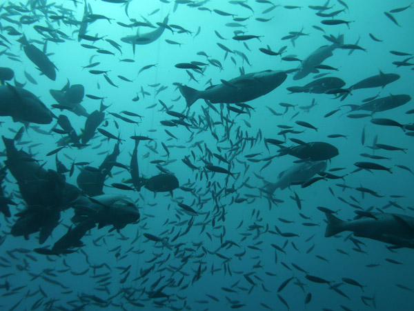 Fish of all sizes attracted to the daily shark feeding