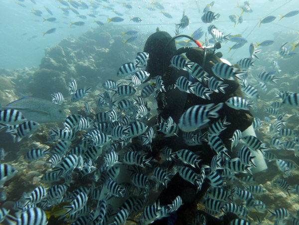 Diver swarmed by sissortail sergeants at the upper feeding station