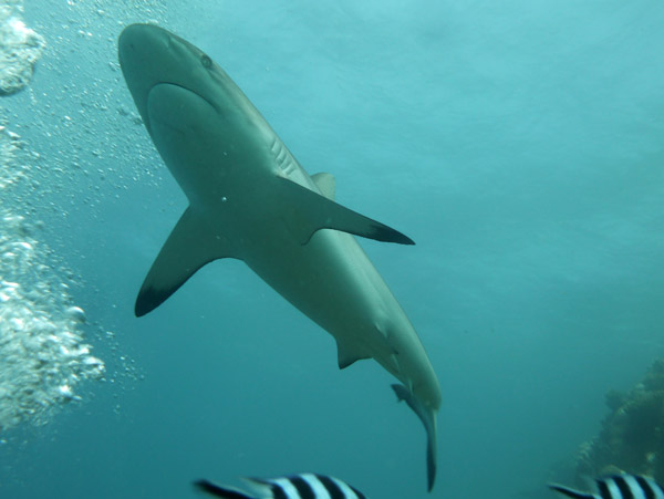 Low pass by a blacktip reef shark