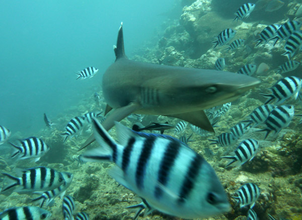 Whitetip reef shark at eye level