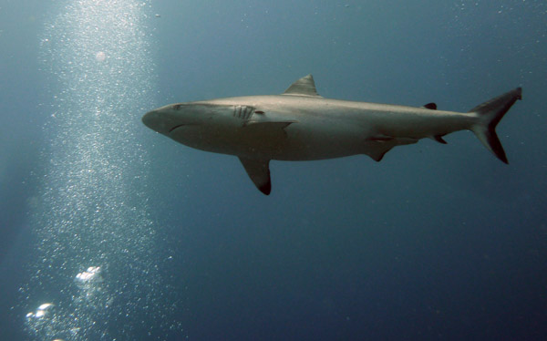 Grey reef shark, Beqa Channel