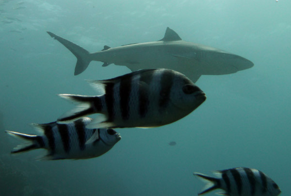 Gray reef shark behind the sissortail sergeants