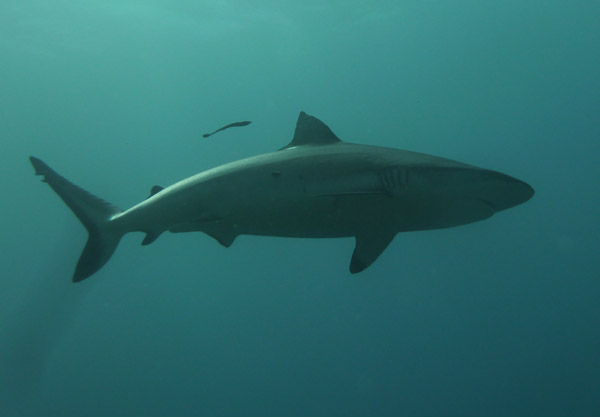 Gray reef shark, Beqa Channel, Fiji