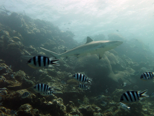Blacktip reef shark, Beqa Channel, Fiji