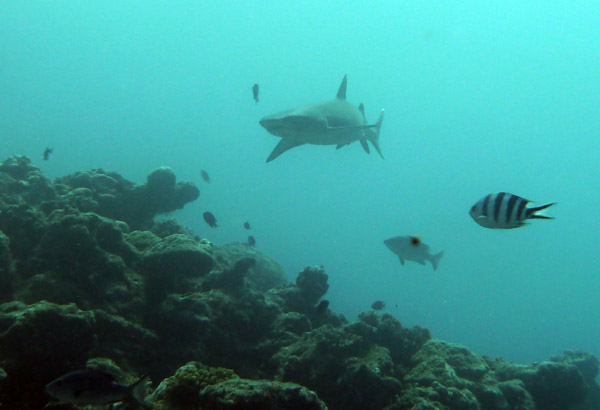 Shark Alley Dive with Beqa Adventure Divers