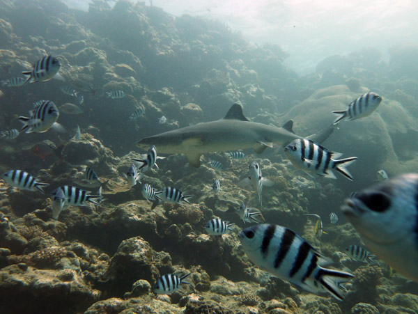 Whitetip reef shark on the upper reef, Shark Alley