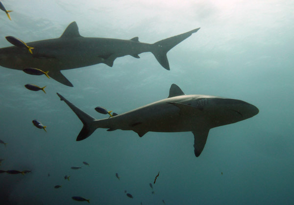 Grey reef sharks, Beqa Channel