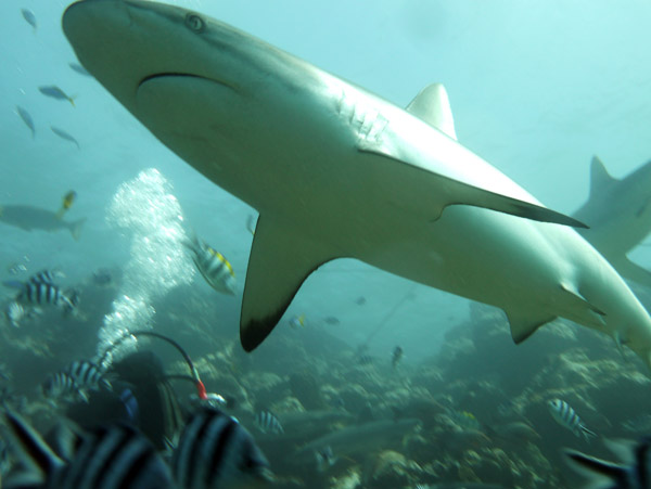 Up close with a blacktip reef shark