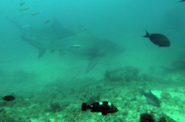 The bull sharks arrive punctually for the second feeding session