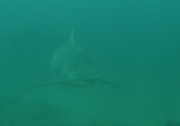 No tiger sharks today - but quite a few big bull sharks